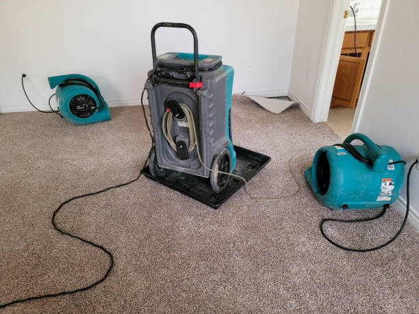 Best Basement water damage restoration  in Bono, AR