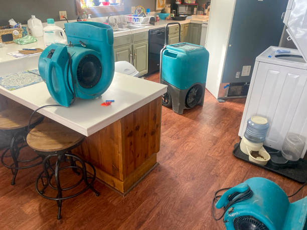 Best Mold removal after water damage  in Bono, AR