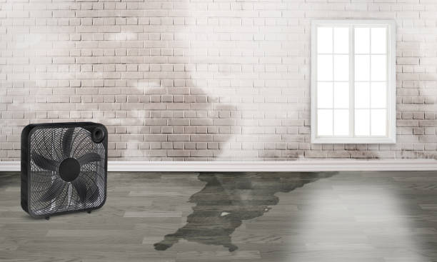Best Professional water damage repair  in Bono, AR